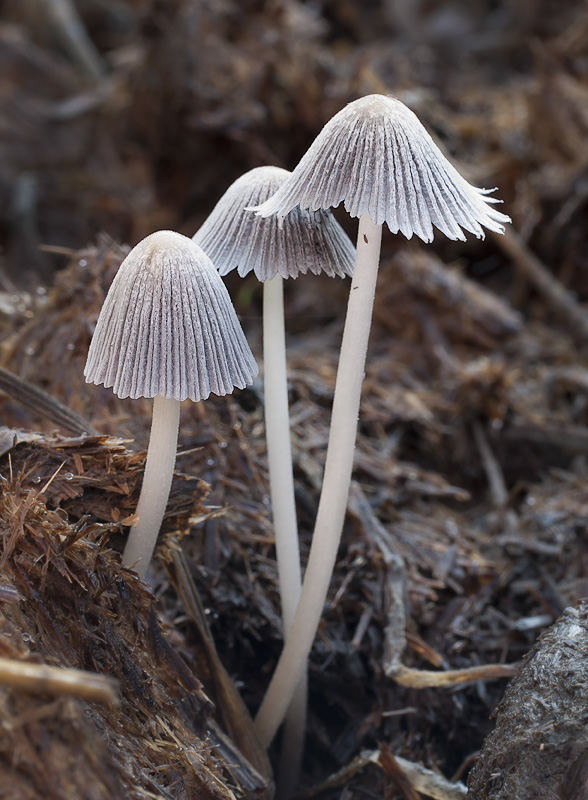 Coprinellus congregatus